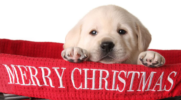 Merry-Christmas